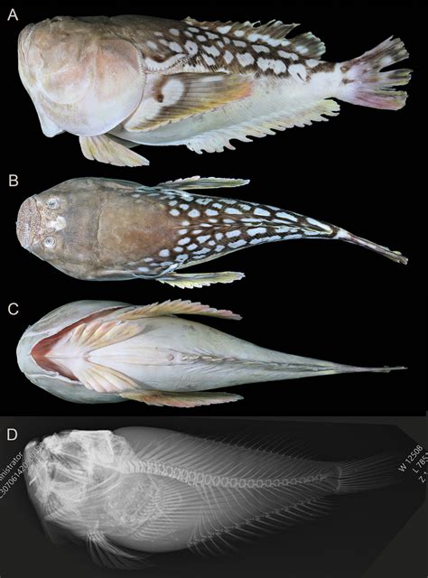 披肩瞻星魚|Ichthyscopus lebeck (Bloch & Schneider, 1801) 